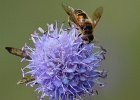 Hoverfly On Scabious